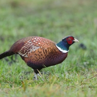Bażant - Phasianus colchicus - Common Pheasant