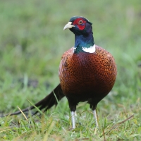 Bażant - Phasianus colchicus - Common Pheasant