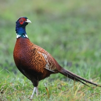 Bażant - Phasianus colchicus - Common Pheasant