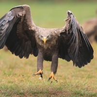 Bielik - Haliaeetus albicilla - White-tailed Sea Eagle