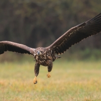 Bielik - Haliaeetus albicilla - White-tailed Sea Eagle