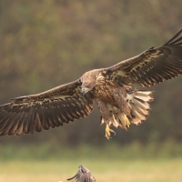 Bielik - Haliaeetus albicilla - White-tailed Sea Eagle