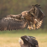 Bielik - Haliaeetus albicilla - White-tailed Sea Eagle