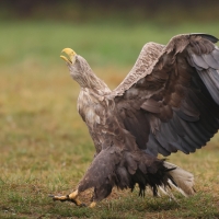 Bielik - Haliaeetus albicilla - White-tailed Sea Eagle