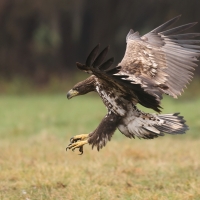 Bielik - Haliaeetus albicilla - White-tailed Sea Eagle