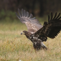 Bielik - Haliaeetus albicilla - White-tailed Sea Eagle