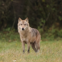Wilk - Canis lupus - Eurasian wolf 