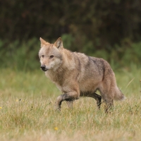 Wilk - Canis lupus - Eurasian wolf 
