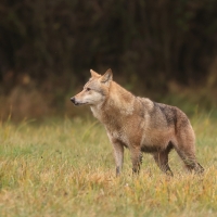 Wilk - Canis lupus - Eurasian wolf 