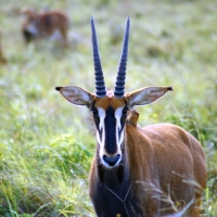 Antylopowiec szablorogi - Hippotragus niger - Sable antelope
