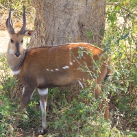 Buszbok subsaharyjski - Tragelaphus scriptus - Bushbuck