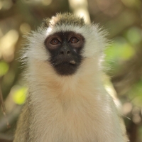 Kotawiec sawannowy - Chlorocebus pygerythrus - Vervet monkey