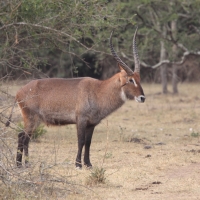 Kob śniady - Kobus ellipsiprymnus - Waterbuck