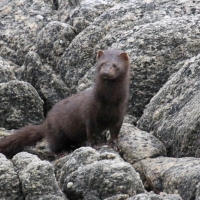 Wizon amerykański - Neovison vison - American mink