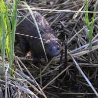 Wizon amerykański - Neovison vison - American mink
