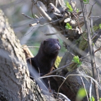 Wizon amerykański - Neovison vison - American mink