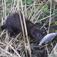 Wizon amerykański - Neovison vison - American mink