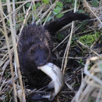 Wizon amerykański - Neovison vison - American mink