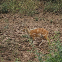 Buszbok subsaharyjski - Tragelaphus scriptus - Bushbuck