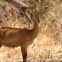 Kob żółty - Kobus kob - Kob