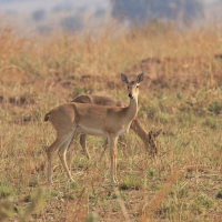 Oribi smukłonogi - Qurebia ourebi - Oribi