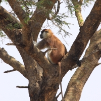 Patas rudy - Erythrocebus patas - Patas monkey