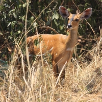 Buszbok subsaharyjski - Tragelaphus scriptus - Bushbuck