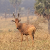 Bawolec krowi - Alcelaphus buselaphus - Hartebeest
