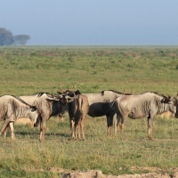 Gnu pręgowane - Connochaetes taurinus - Blue wildebeest