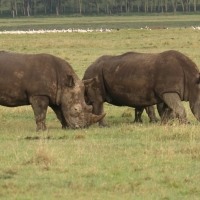 Nosorożec czarny - Diceros bicornis - Black rhinoceros