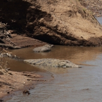 Krokodyl nilowy - Crocodylus niloticus - Nile crocodile