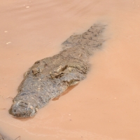 Krokodyl nilowy - Crocodylus niloticus - Nile crocodile