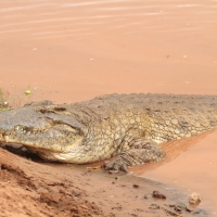 Krokodyl nilowy - Crocodylus niloticus - Nile crocodile