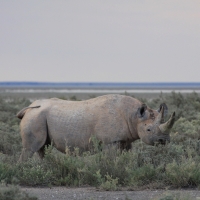 Nosorożec czarny - Diceros bicornis - Black rhinoceros