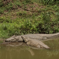 Krokodyl nilowy - Crocodylus niloticus - Nile crocodile