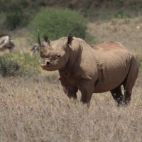 Nosorożec czarny - Diceros bicornis - Black rhinoceros