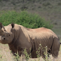 Nosorożec czarny - Diceros bicornis - Black rhinoceros
