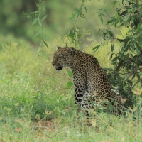 Lampart plamisty - Panthera pardus - Leopard 