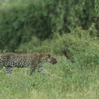 Lampart plamisty - Panthera pardus - Leopard 