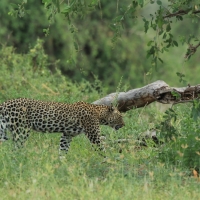 Lampart plamisty - Panthera pardus - Leopard 