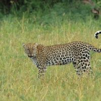 Lampart plamisty - Panthera pardus - Leopard 