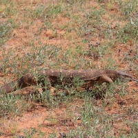 Waran stepowy - Varanus exanthematicus - Savannah monitor