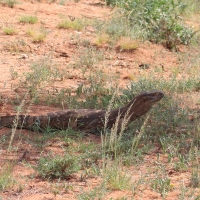 Waran stepowy - Varanus exanthematicus - Savannah monitor