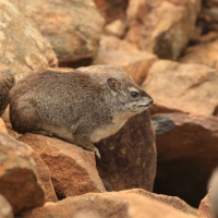 Góralek stepowy - Heterohyrax brucei - Bush hyrax