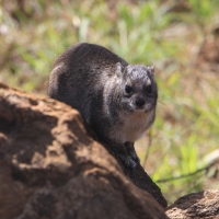 Góralek stepowy - Heterohyrax brucei - Bush hyrax