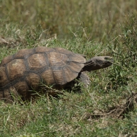 Żółw lamparci - Stigmochelys pardalis - Leopard tortoise