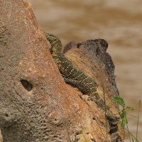 Waran nilowy - Varanus niloticus - Nile monitor