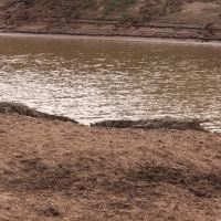 Krokodyl nilowy - Crocodylus niloticus - Nile crocodile