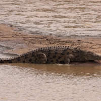 Krokodyl nilowy - Crocodylus niloticus - Nile crocodile