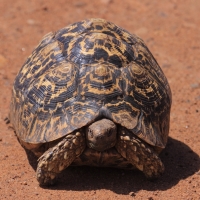 Żółw lamparci - Stigmochelys pardalis - Leopard tortoise